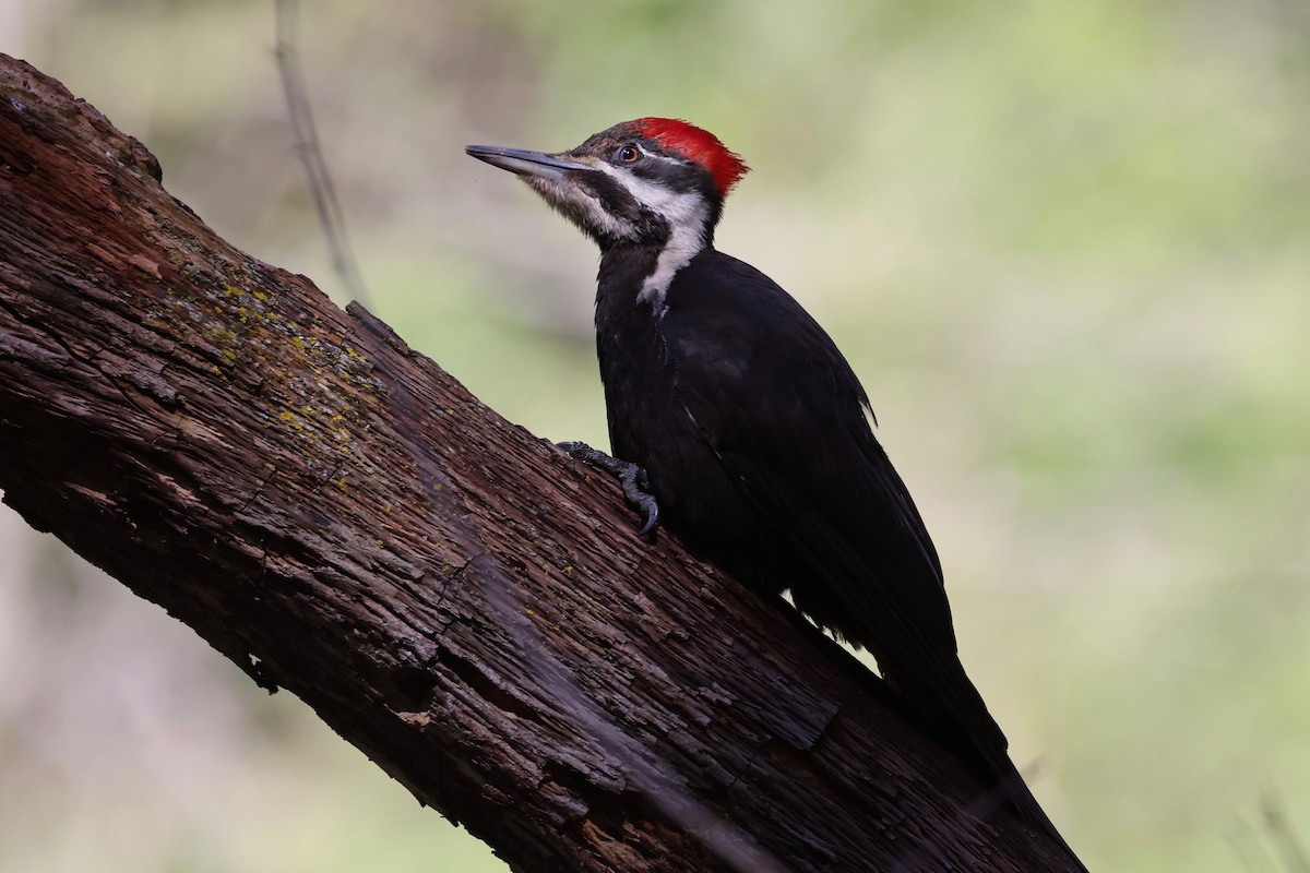 Pileated Woodpecker - ML618137103