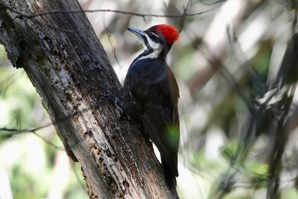 Pileated Woodpecker - vijay t