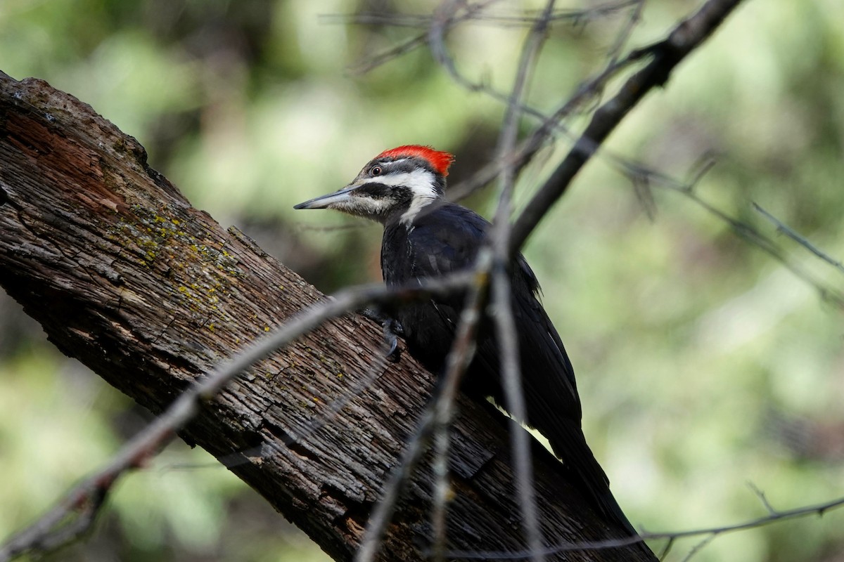 Pileated Woodpecker - ML618137108