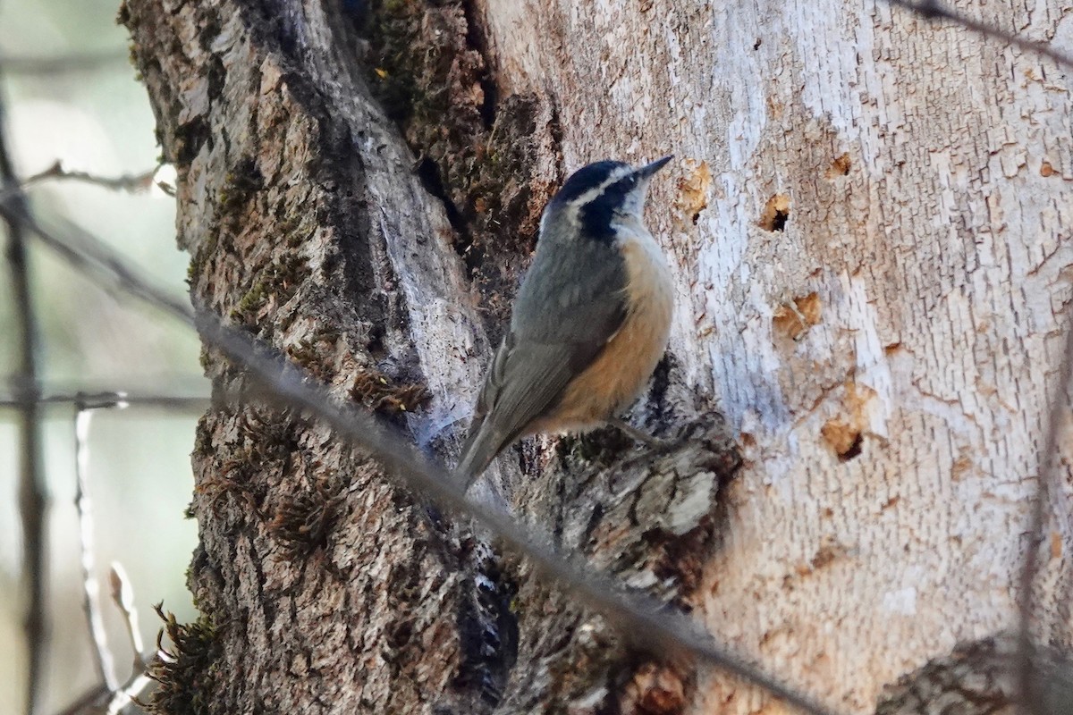 Red-breasted Nuthatch - ML618137138