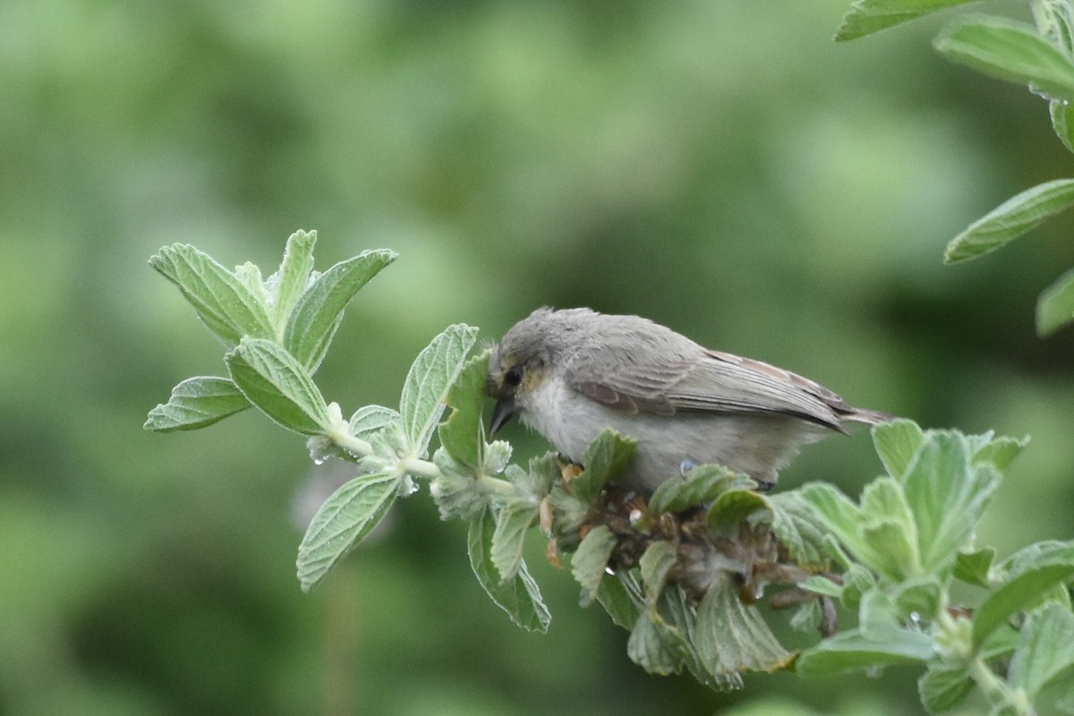 Mouse-colored Penduline-Tit - ML618137181