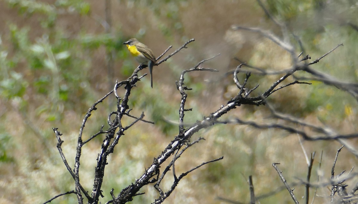 Yellow-breasted Chat - ML618137184