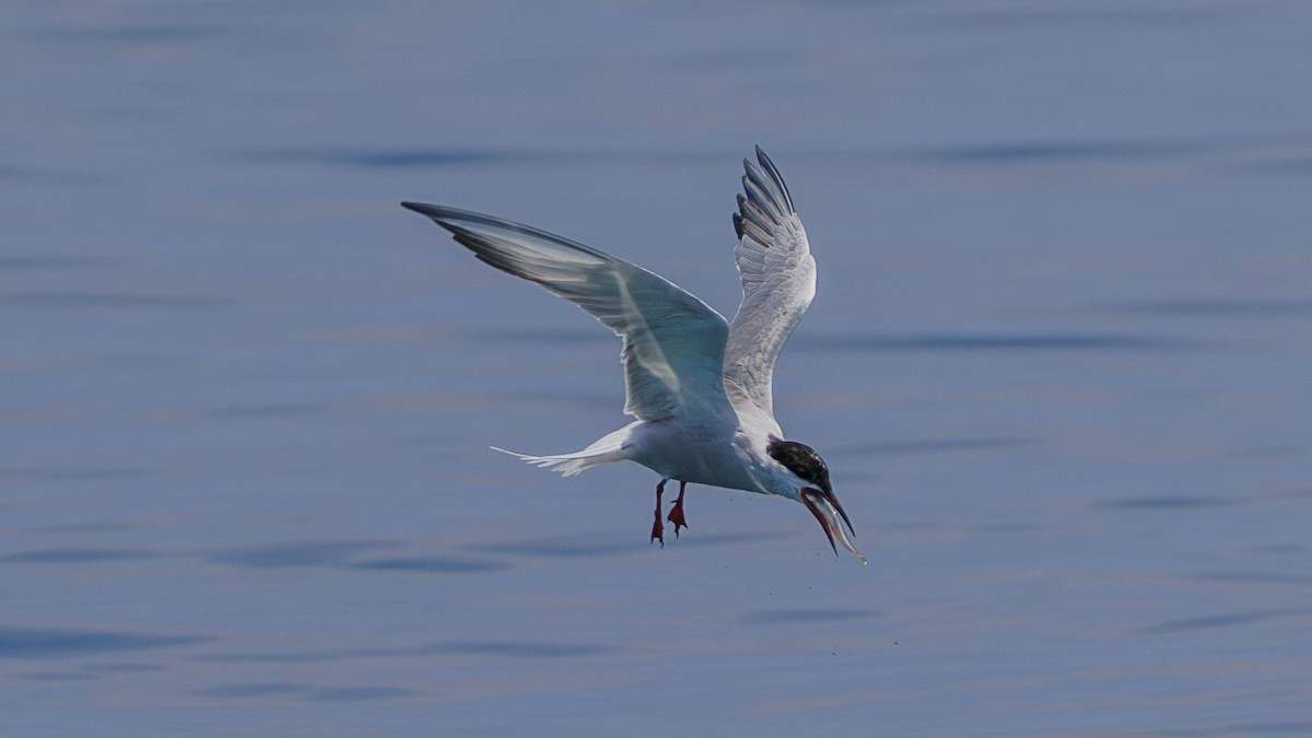 Common Tern - Ng SH
