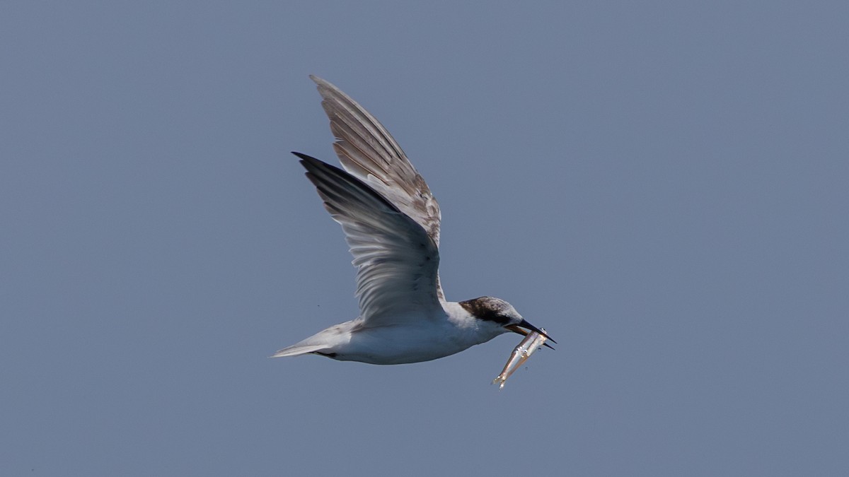 Common Tern - Ng SH