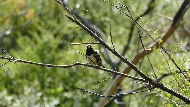 Spotted Towhee - ML618137230