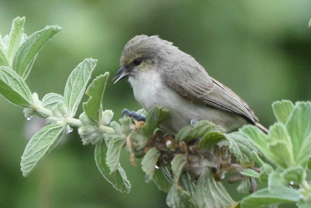 Mouse-colored Penduline-Tit - ML618137240
