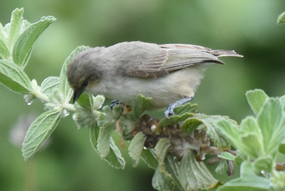 Mouse-colored Penduline-Tit - ML618137241