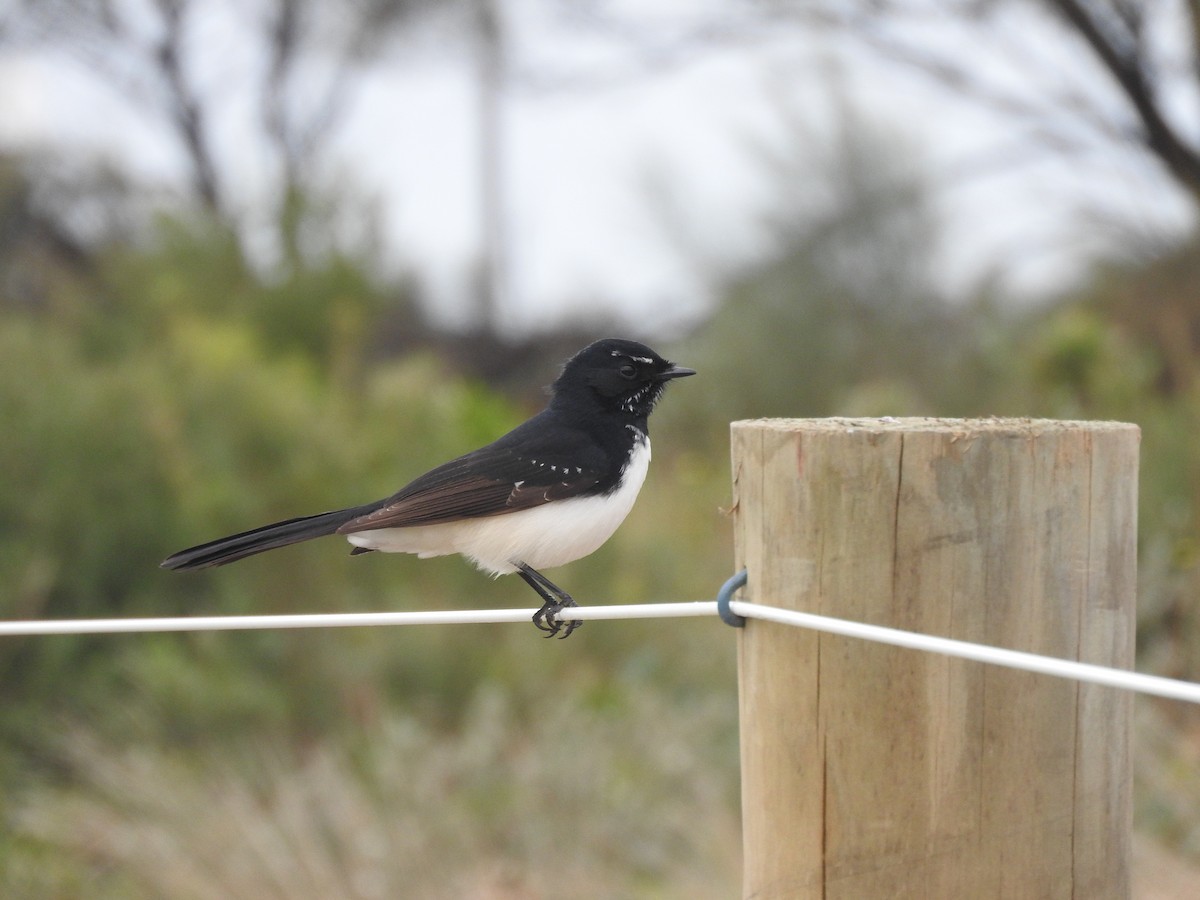Willie-wagtail - Archer Callaway