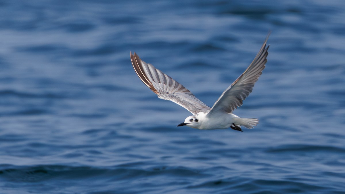 White-winged Tern - ML618137261