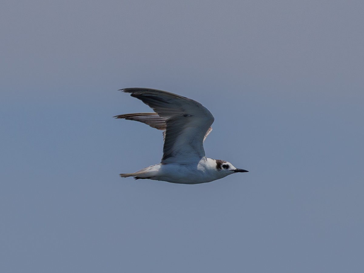 White-winged Tern - ML618137276