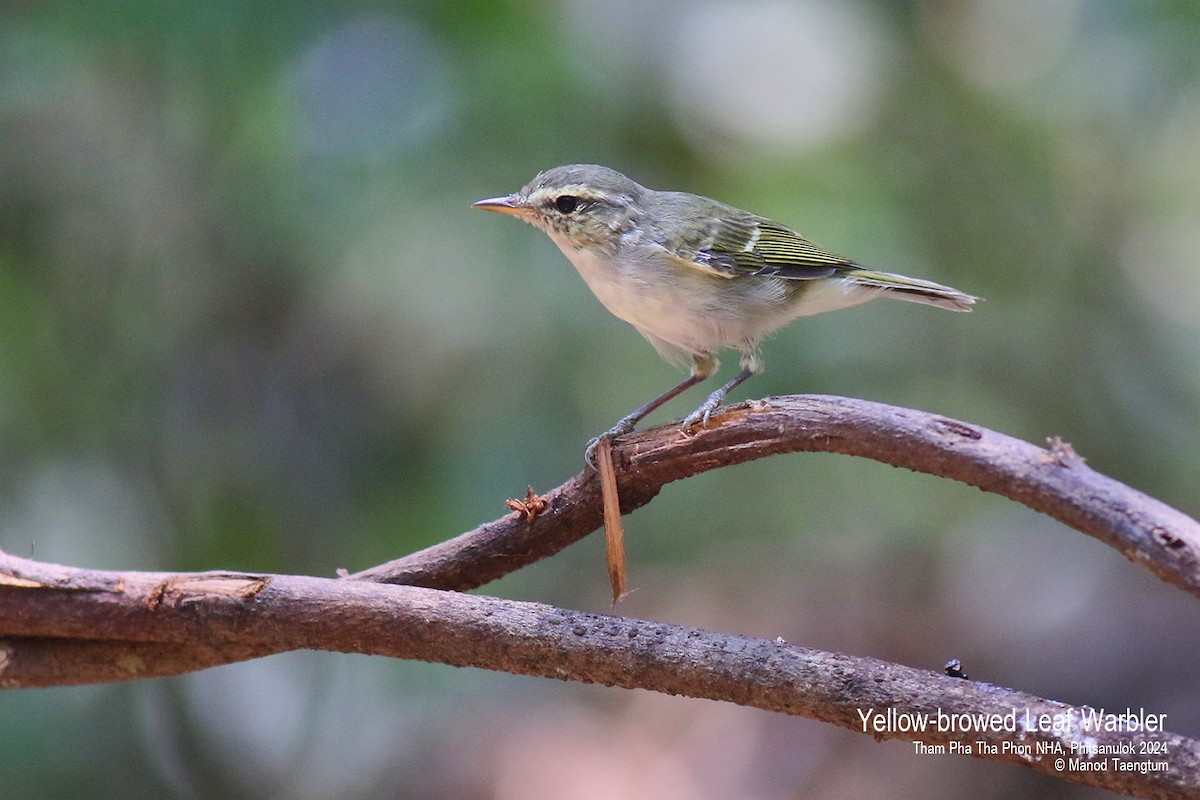 Yellow-browed Warbler - ML618137277