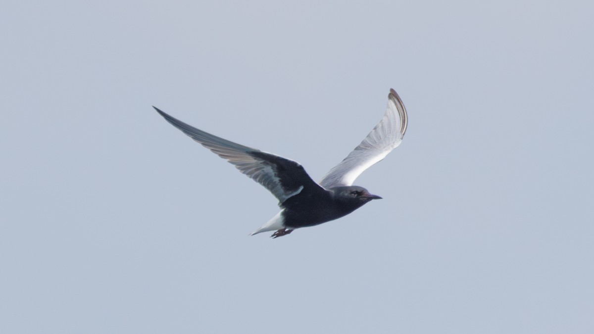 White-winged Tern - ML618137278