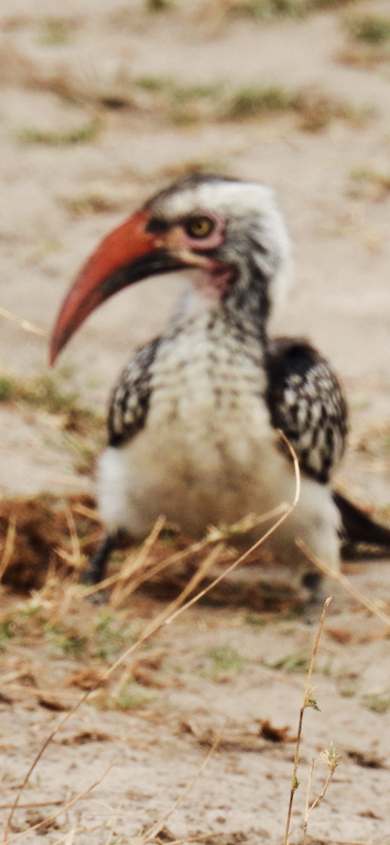 Southern Red-billed Hornbill - Michael Self
