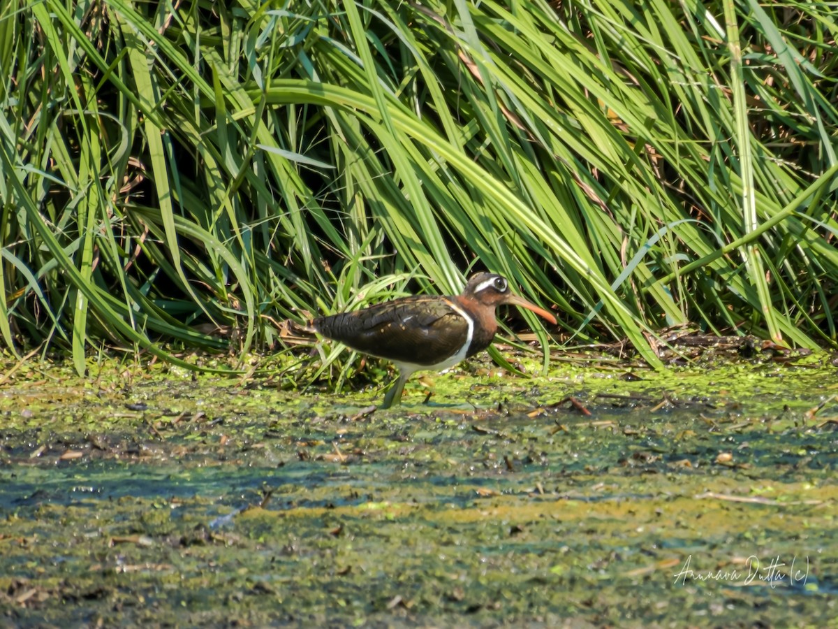 Greater Painted-Snipe - ML618137289
