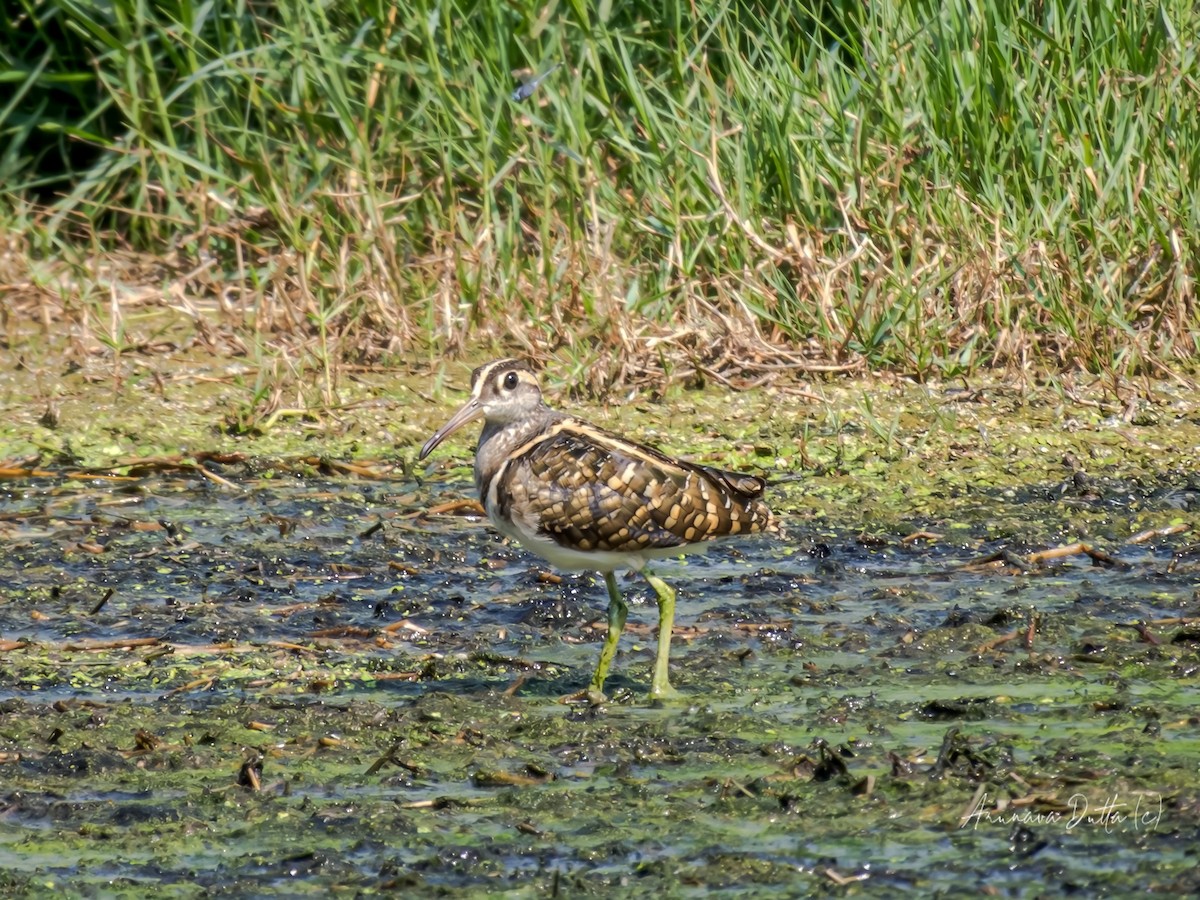 Greater Painted-Snipe - ML618137290