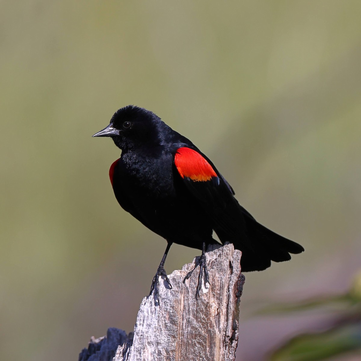 Red-winged Blackbird - Keith Leland
