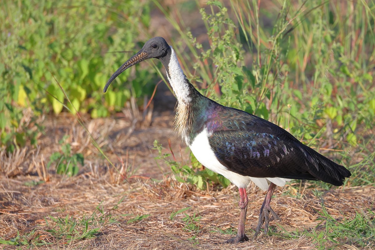 ibis slámokrký - ML618137309