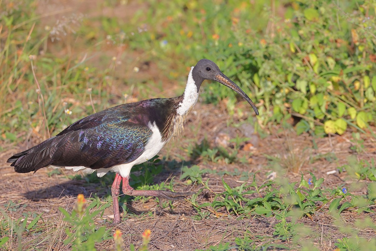 ibis slámokrký - ML618137310