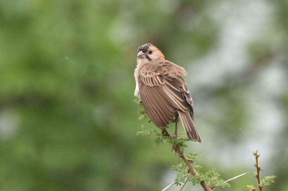 Speckle-fronted Weaver - ML618137331