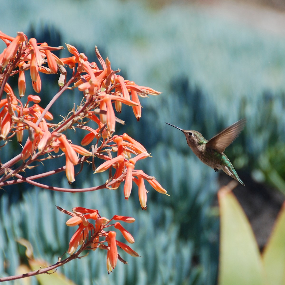 Anna's Hummingbird - Christopher Kaesviharn