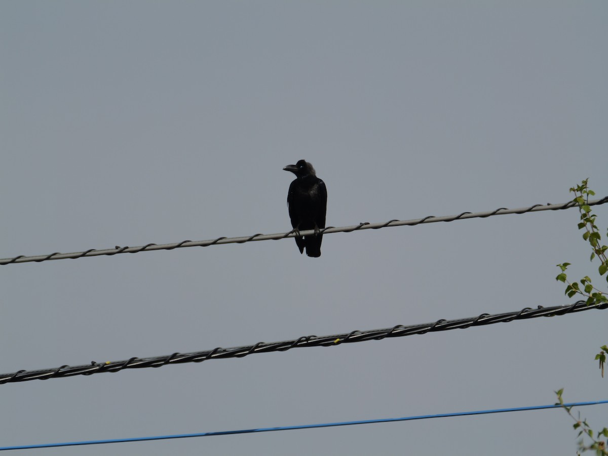 Large-billed Crow - ML618137337