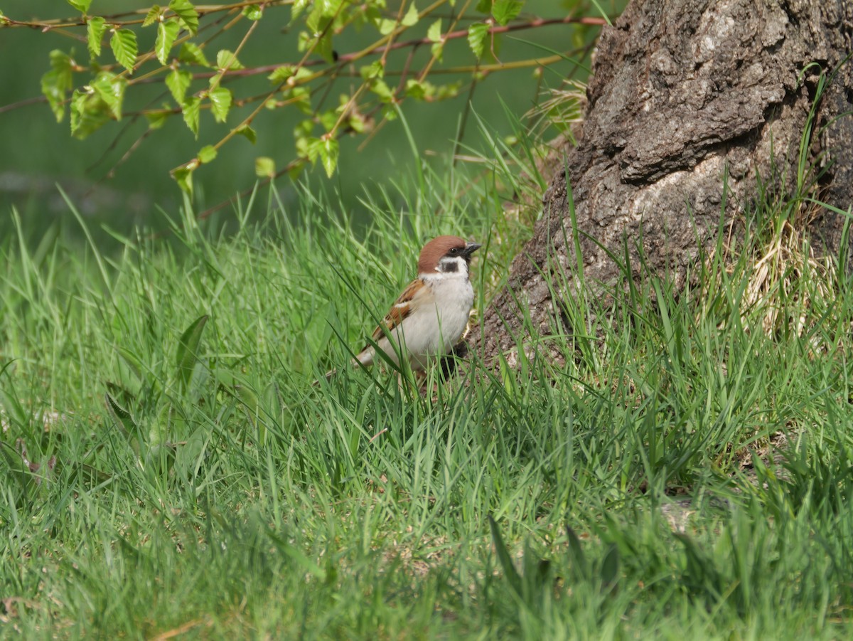 Eurasian Tree Sparrow - ML618137348