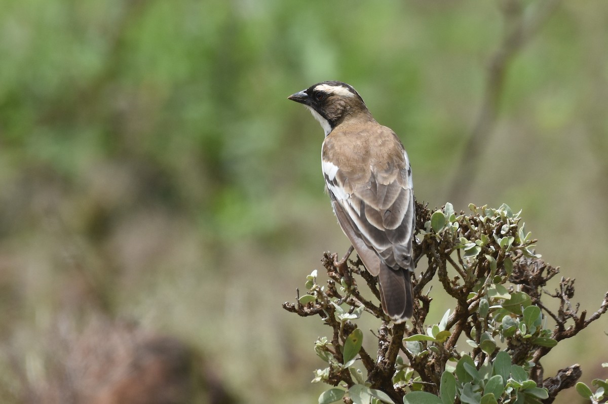 White-browed Sparrow-Weaver - isaac kilusu