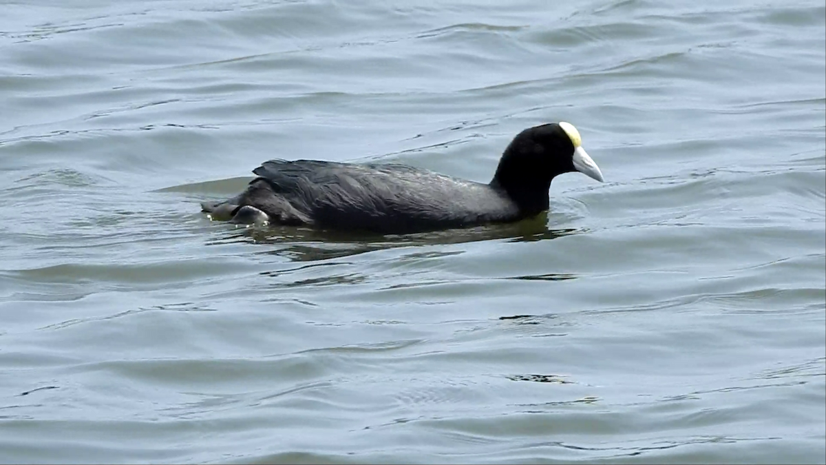 Slate-colored Coot (White-billed) - ML618137390