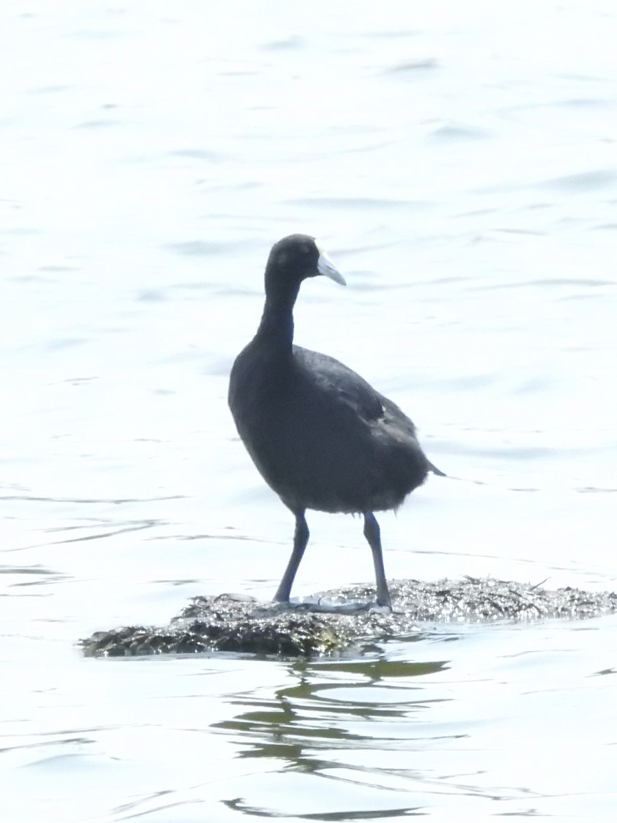 Slate-colored Coot (White-billed) - ML618137394