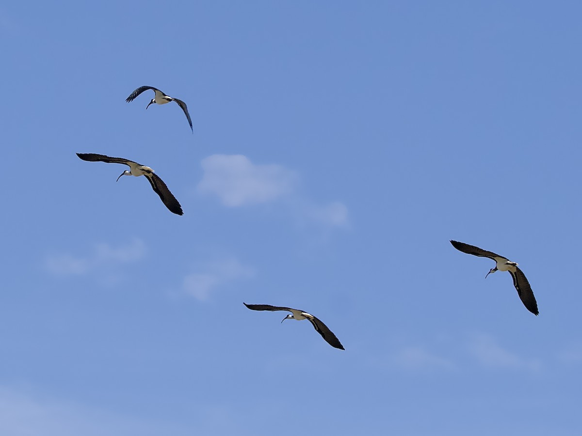 ibis slámokrký - ML618137401