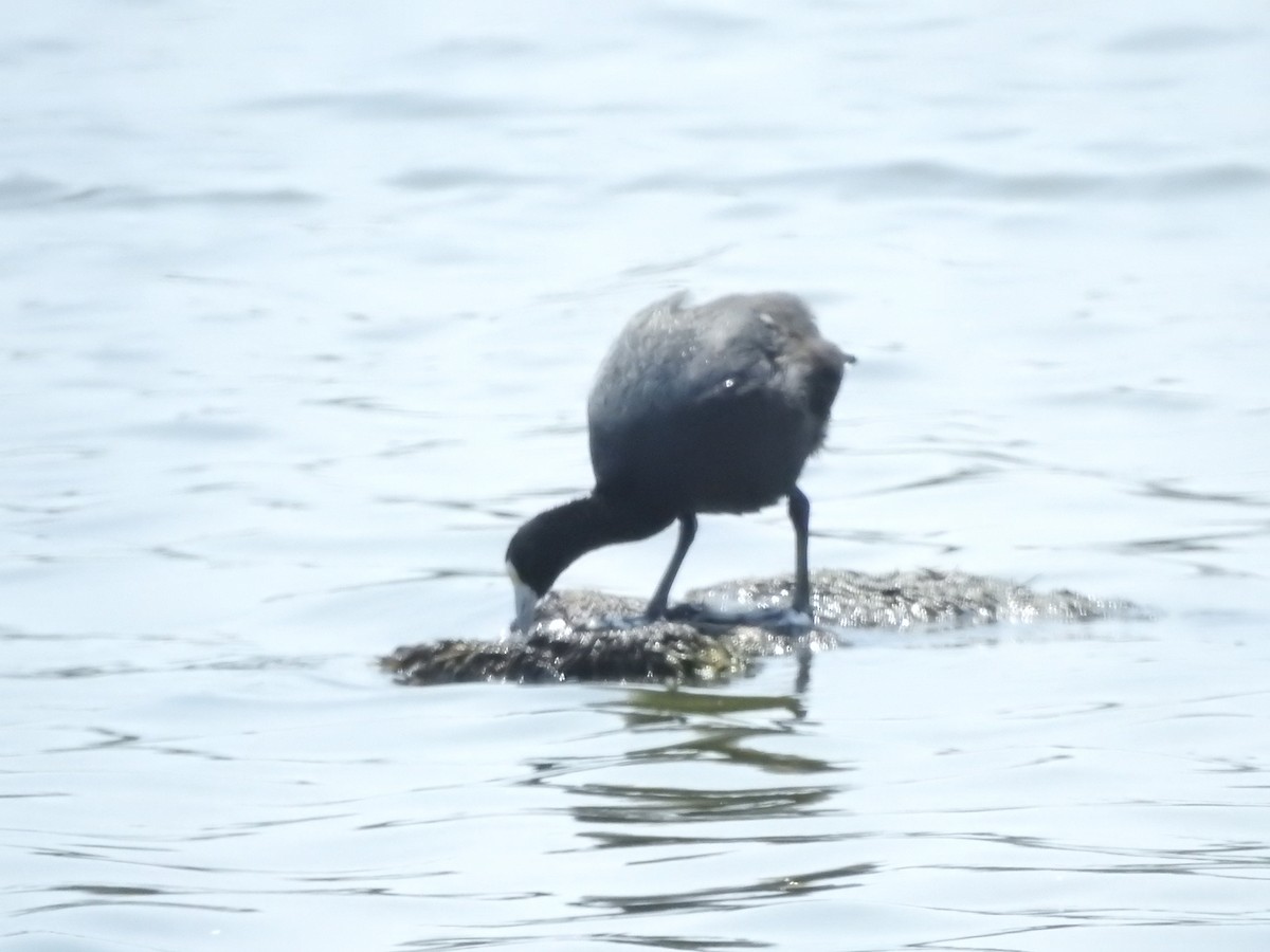 Slate-colored Coot (White-billed) - ML618137402