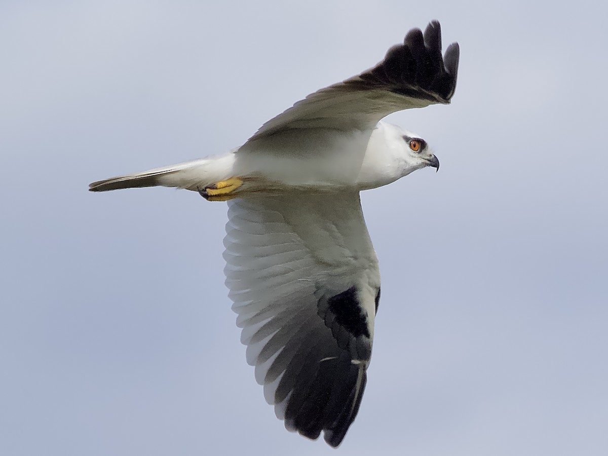 Black-shouldered Kite - ML618137419