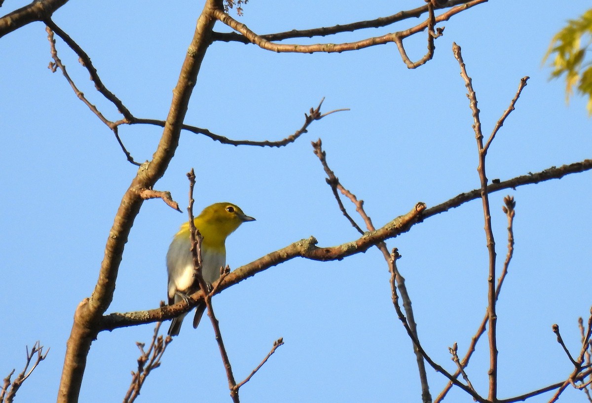Yellow-throated Vireo - Corvus 𓄿