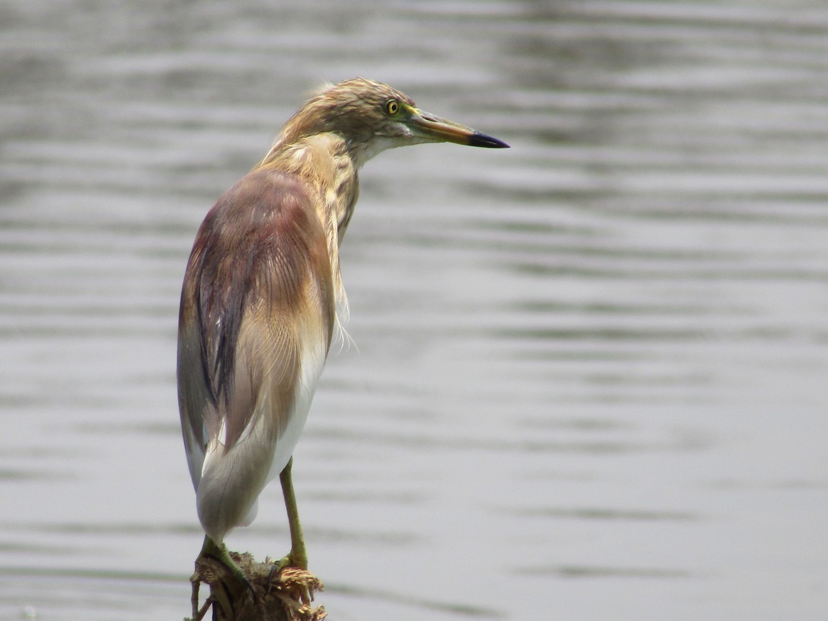 Indian Pond-Heron - vaazhaikumar kumar