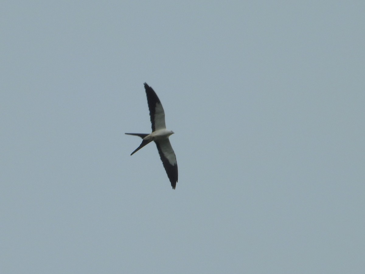 Swallow-tailed Kite - ML618137436