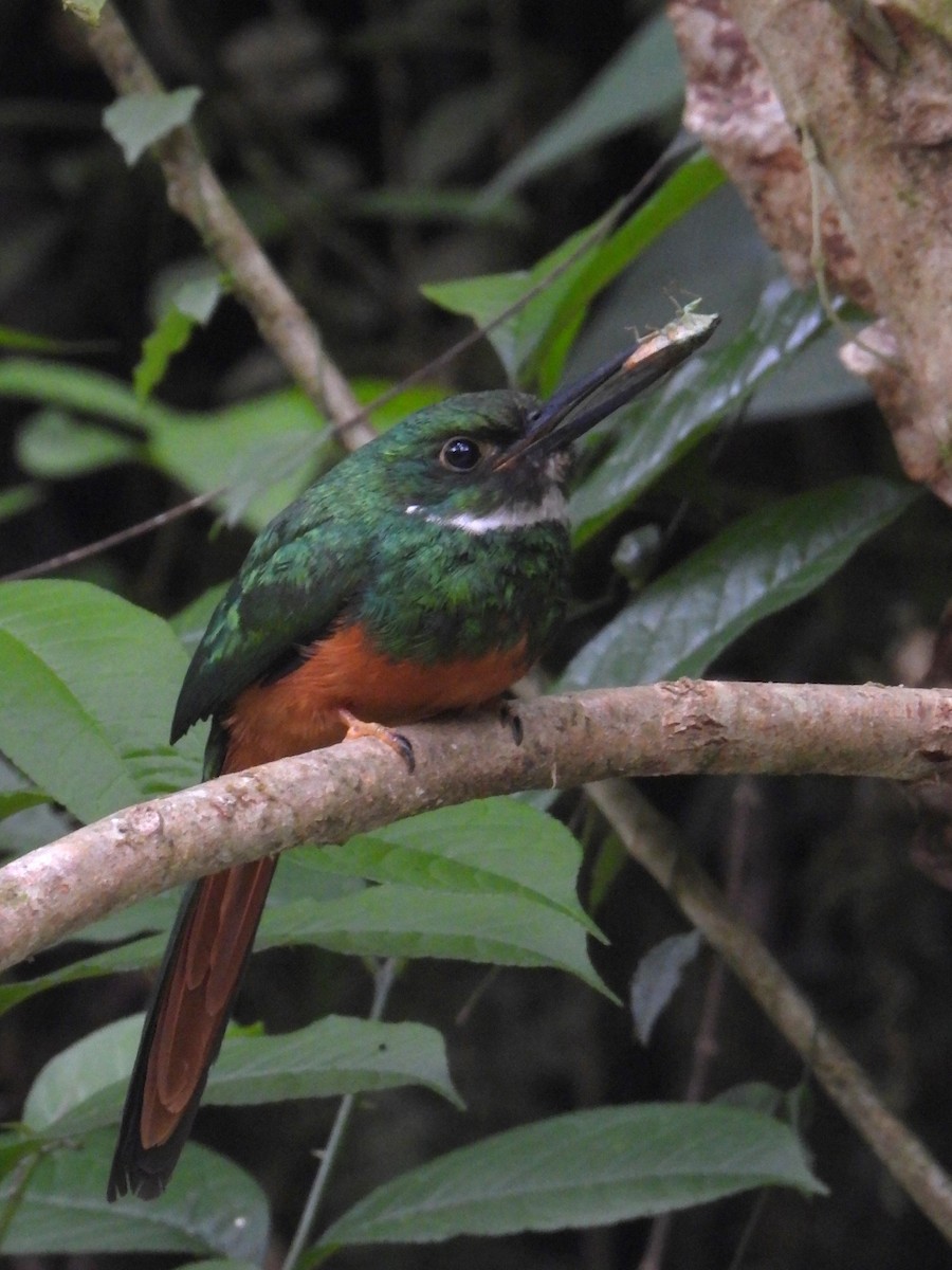 Rufous-tailed Jacamar - Juan Carlos Melendez