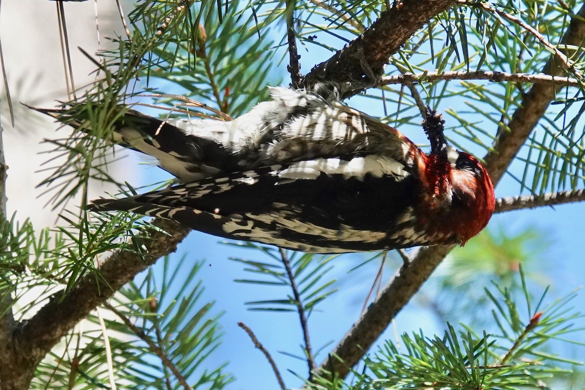 Red-breasted Sapsucker - ML618137468