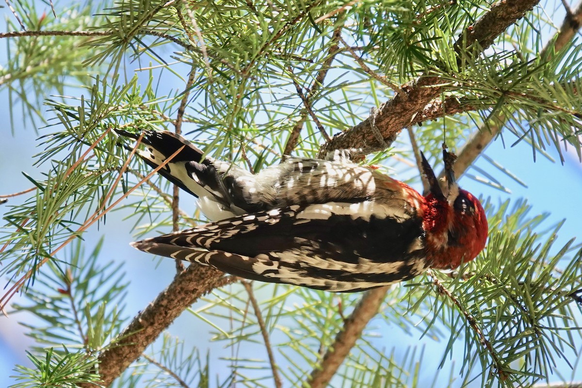 Red-breasted Sapsucker - ML618137469