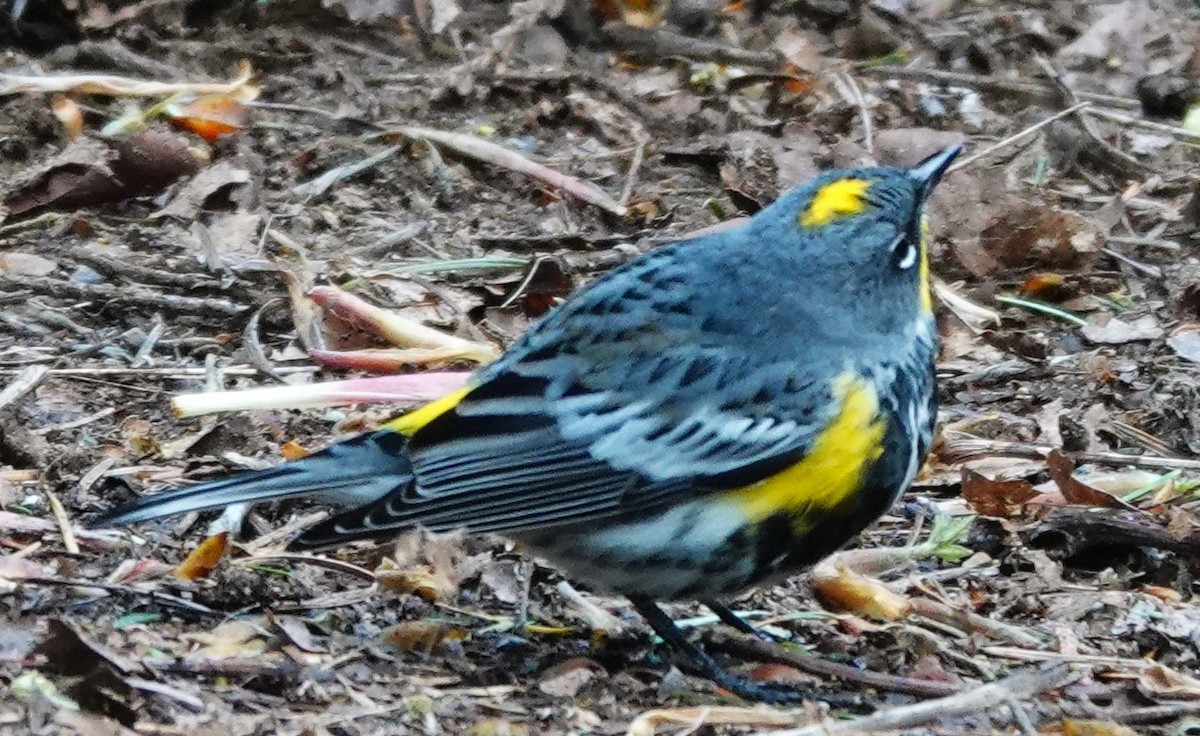 Yellow-rumped Warbler - franci Holtslander