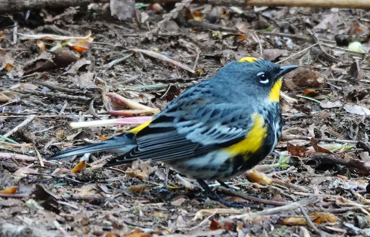 Yellow-rumped Warbler - franci Holtslander