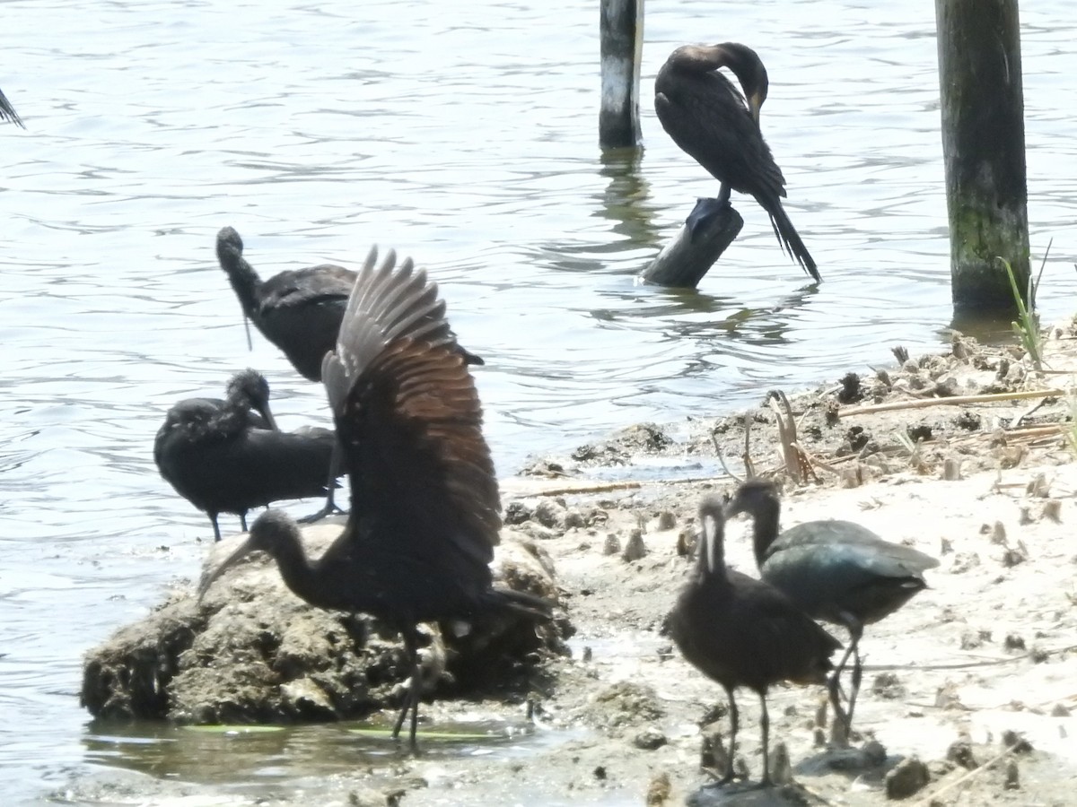 ibis andský - ML618137491