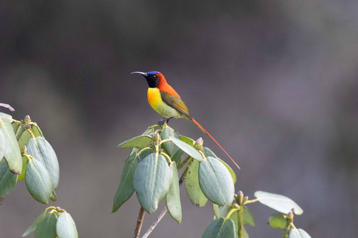 Fire-tailed Sunbird - Samanvitha Rao