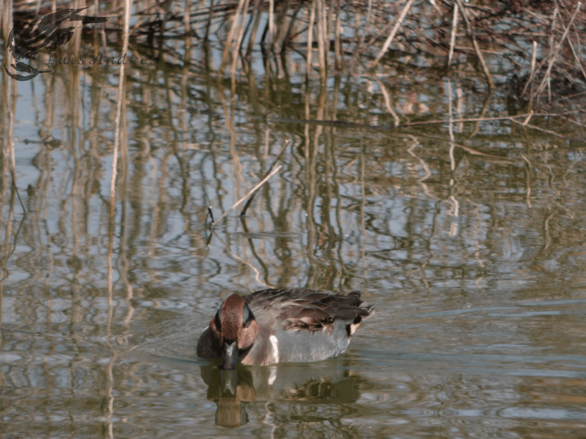 Green-winged Teal - ML618137505