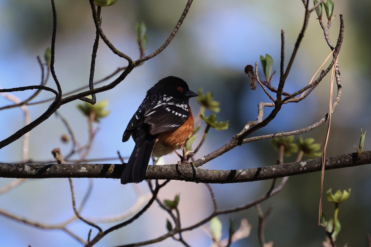 Spotted Towhee - ML618137506