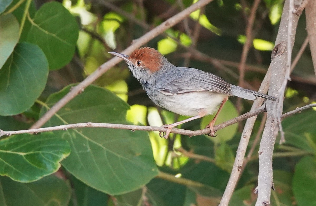 Cambodian Tailorbird - ML618137508