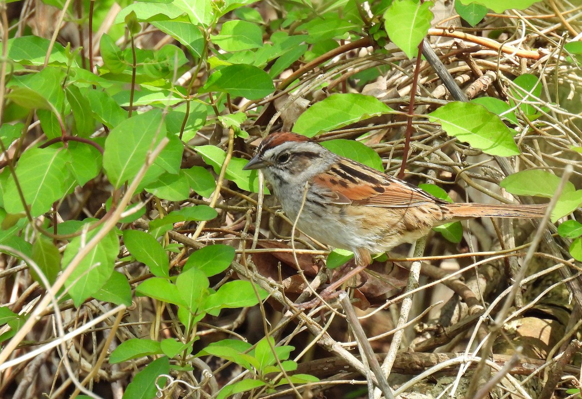 Swamp Sparrow - Corvus 𓄿