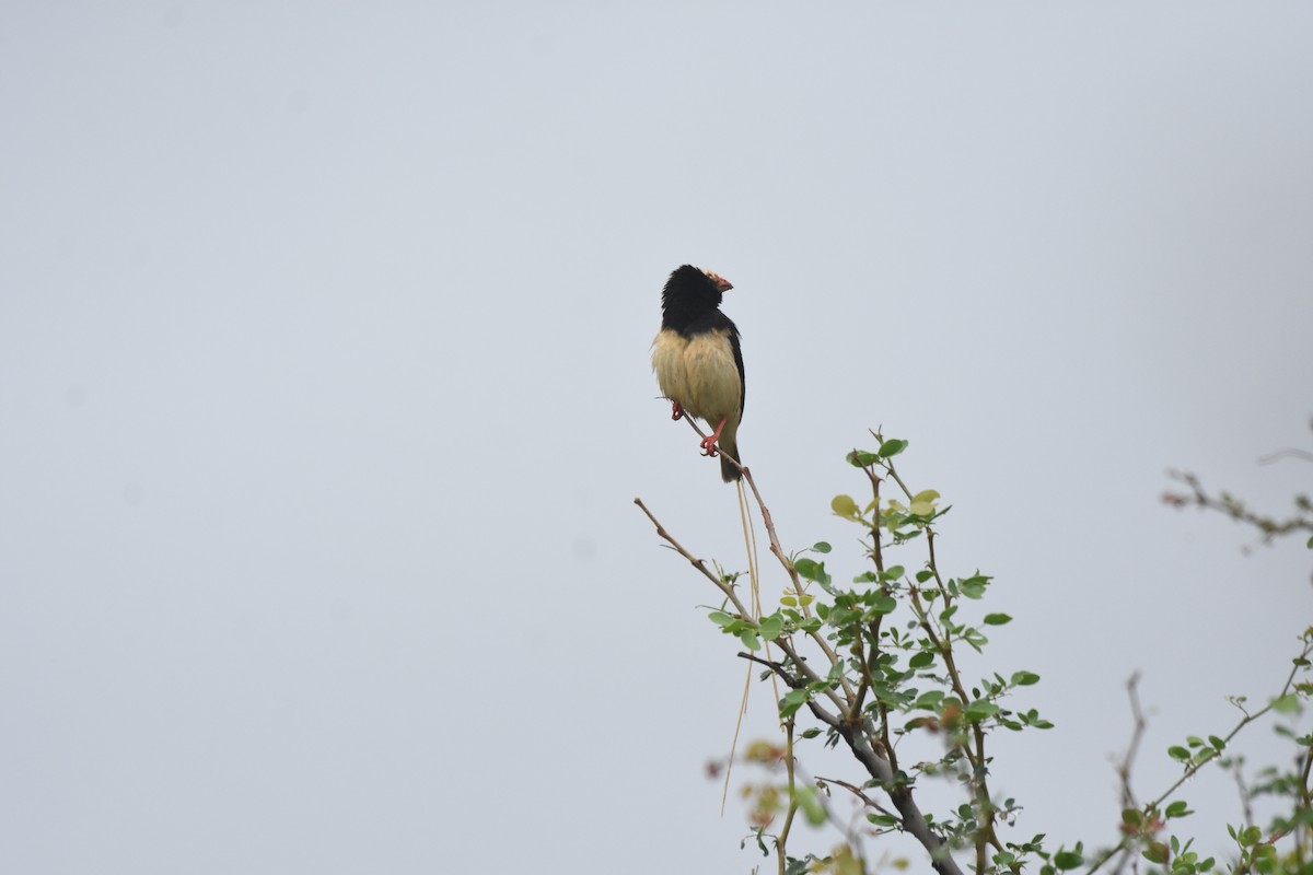 Straw-tailed Whydah - isaac kilusu