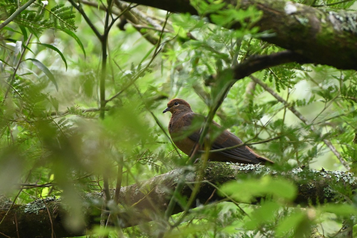 Brown Cuckoo-Dove - ML618137588