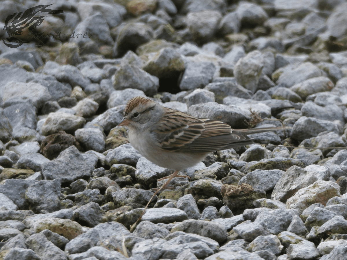 Chipping Sparrow - ML618137619