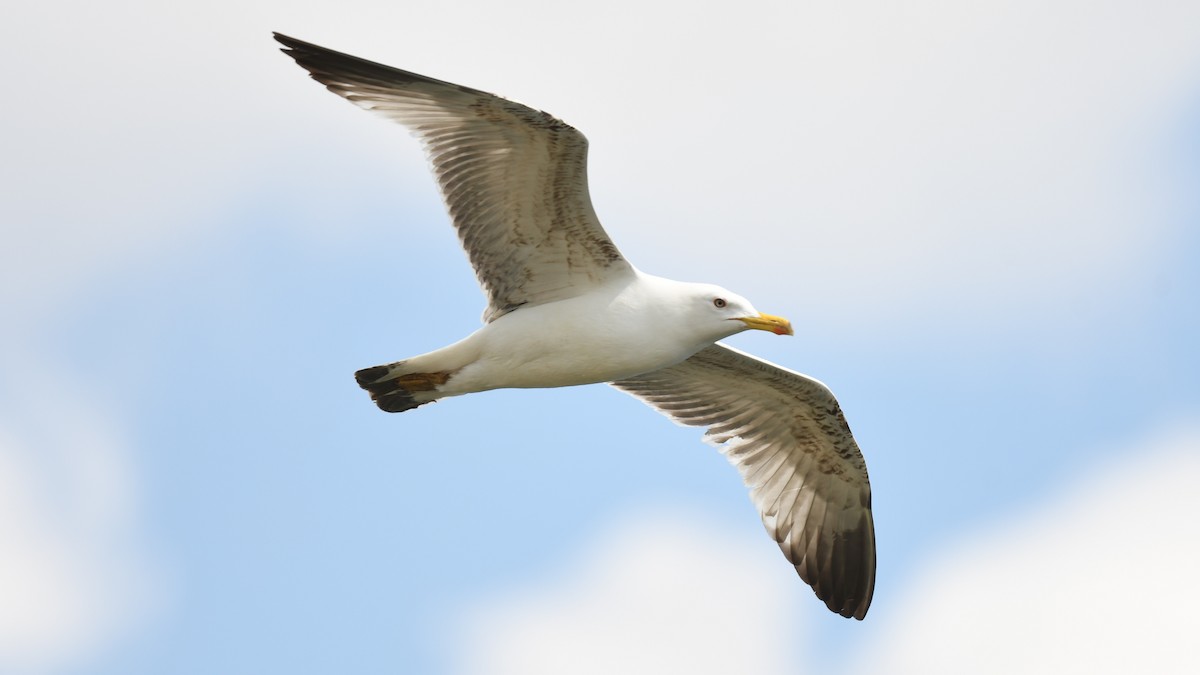 Yellow-legged Gull - Vlad Sladariu